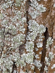 Phaeophyscia orbicularis