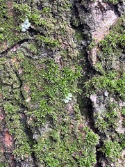 Bryopsida