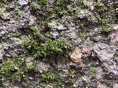 Orthotrichum diaphanum