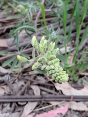 Lupinus arboreus