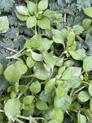 Stellaria media