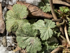 Geum urbanum