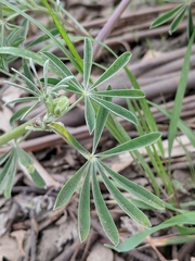 Lupinus arboreus