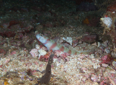 Amblyeleotris arcupinna