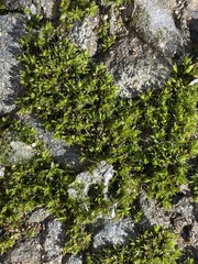 Bryopsida