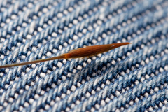 Austrostipa flavescens