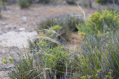 Austrostipa flavescens
