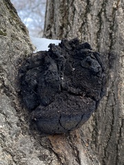 Phellinus igniarius