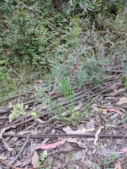 Lupinus arboreus