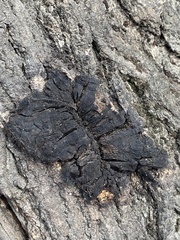 Phellinus igniarius