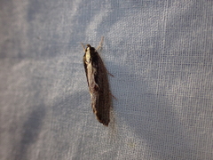 Archaereta dorsivittella