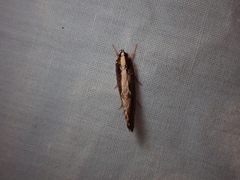 Archaereta dorsivittella