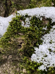 Orthotrichum diaphanum