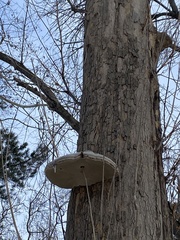 Phellinus igniarius