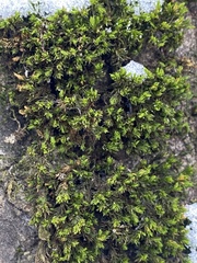 Orthotrichum diaphanum