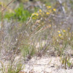 Austrostipa flavescens