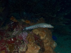 Parapercis multiplicata