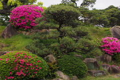 Pinus thunbergii