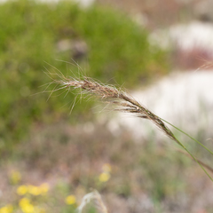 Austrostipa flavescens