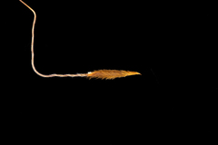 Austrostipa flavescens