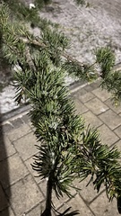Cedrus