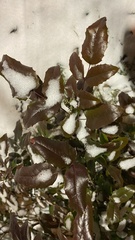Berberis aquifolium