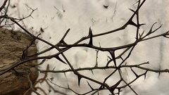 Gleditsia triacanthos