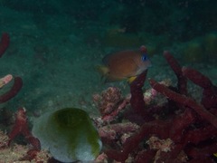 Ctenochaetus binotatus