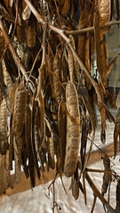 Robinia pseudoacacia