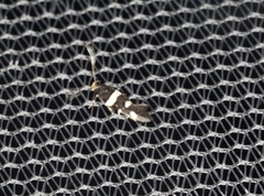 Macrobathra alternatella