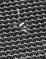 Macrobathra alternatella