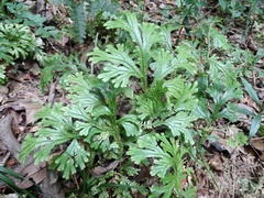 Selaginella doederleinii