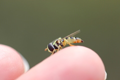 Ischiodon aegyptius