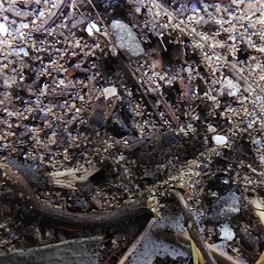 Sphragisticus nebulosus