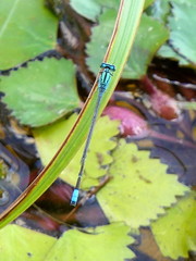 Pseudagrion coeleste
