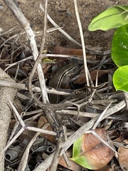 Trachylepis depressa