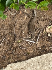 Trachylepis depressa