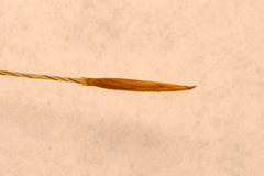 Austrostipa eremophila