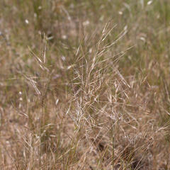 Austrostipa eremophila