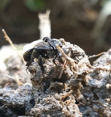 Tetragonilla collina