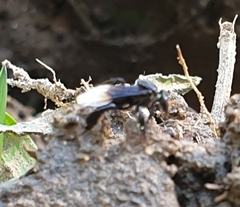 Tetragonilla collina