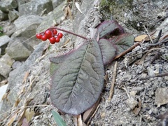 Ardisia primulifolia