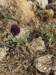 Allium phanerantherum
