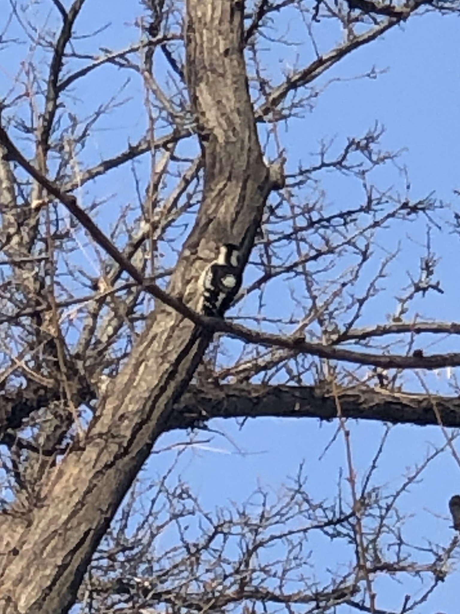Great Spotted Woodpecker
