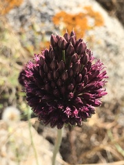 Allium phanerantherum