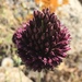 Allium phanerantherum - Photo (c) Uriah Resheff, μερικά δικαιώματα διατηρούνται (CC BY-NC), uploaded by Uriah Resheff