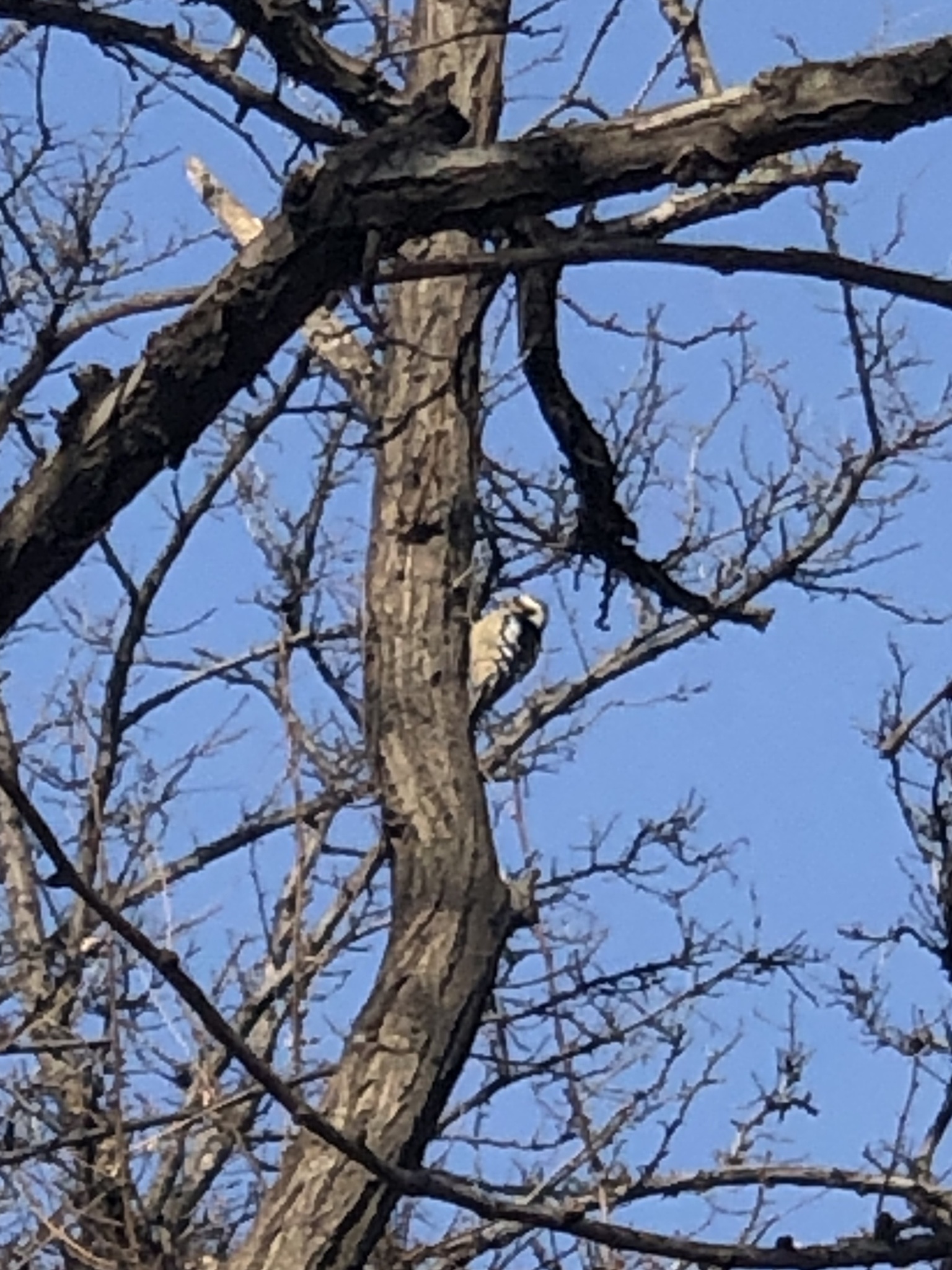 Great Spotted Woodpecker