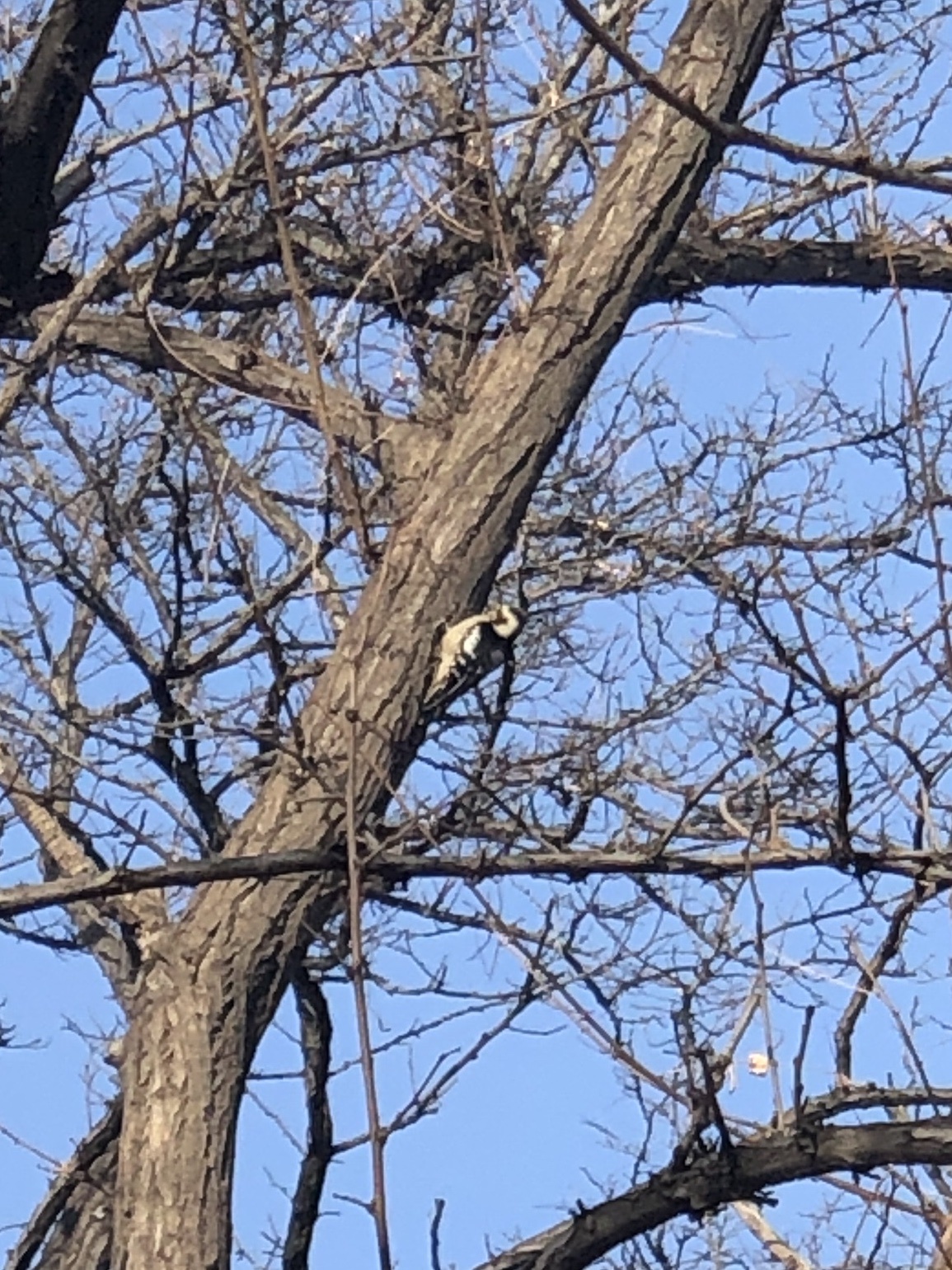 Great Spotted Woodpecker