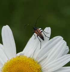 Stenurella melanura