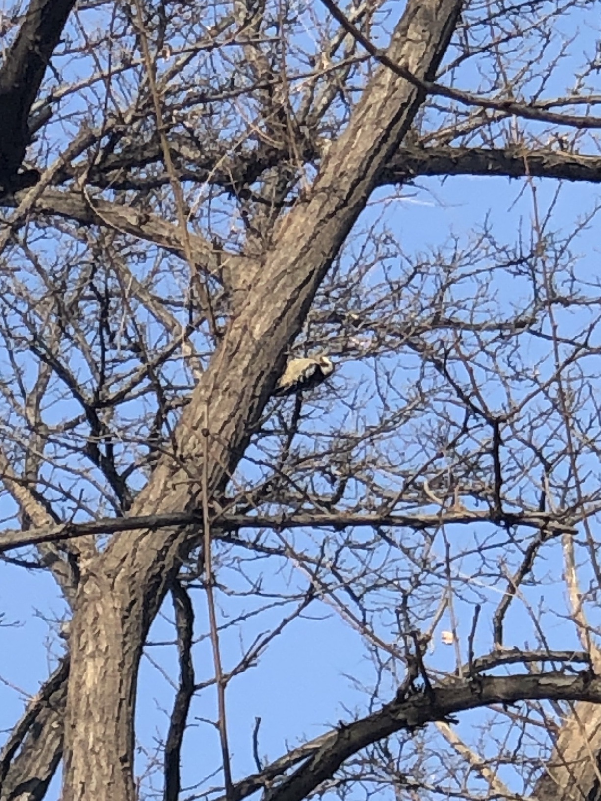 Great Spotted Woodpecker